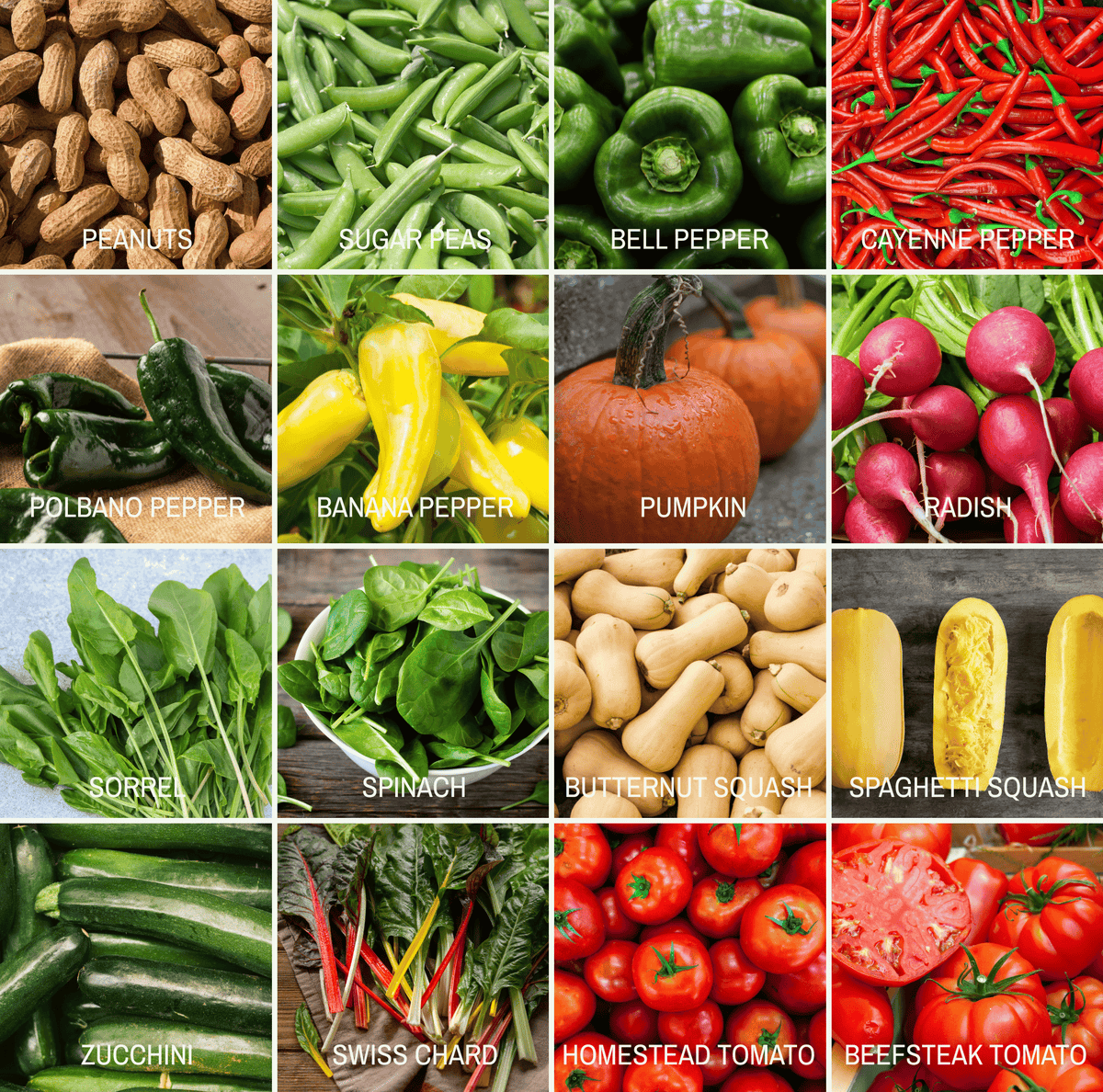 Seed variety photo grid of peppers and squash, including bell pepper and pumpkin