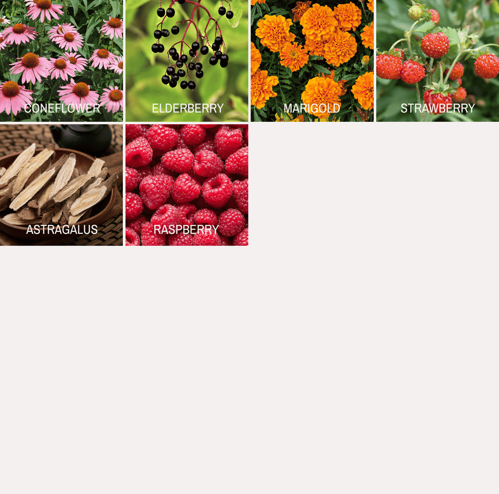 Seed variety photo collage with flowers, berries, and root crops like elderberry and strawberry