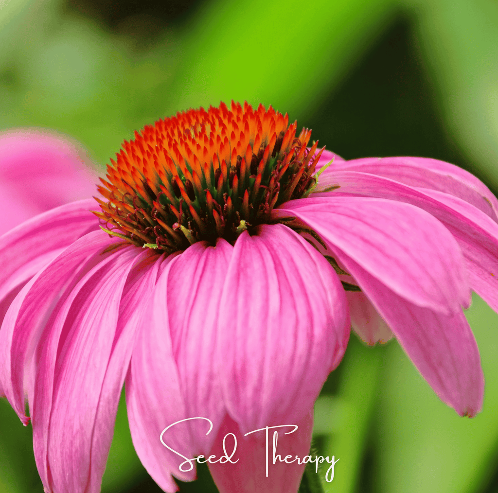 Purple coneflower seeds shown as a close-up pink bloom with dark brown cone