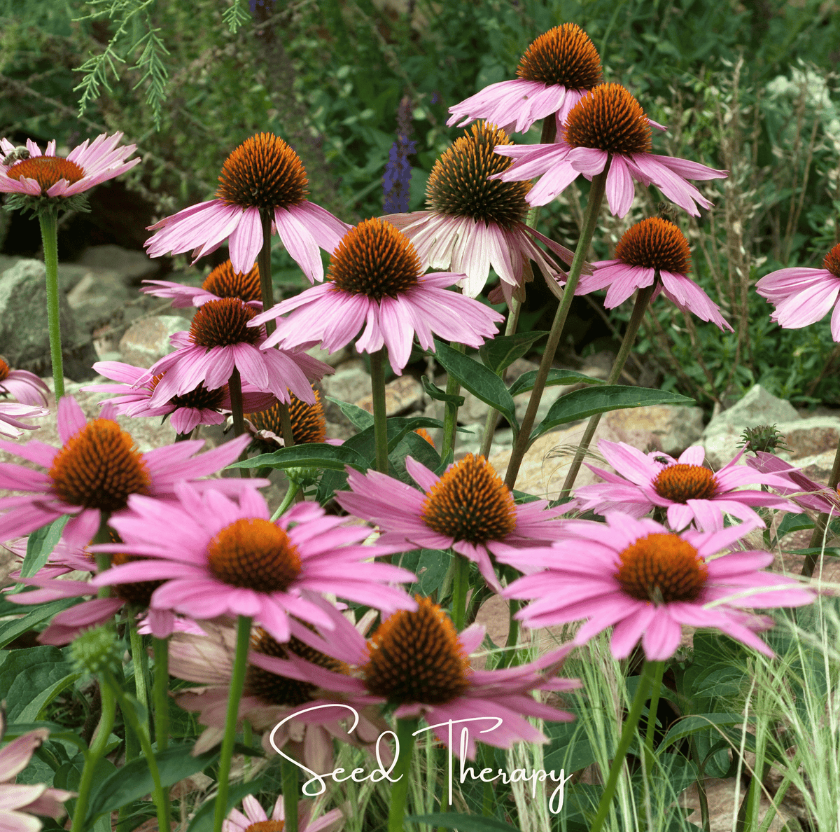 Purple coneflower seeds shown as pink coneflower blooms with dark brown centers