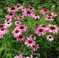 Purple coneflower seeds shown as blooming pink flowers with dark brown cones