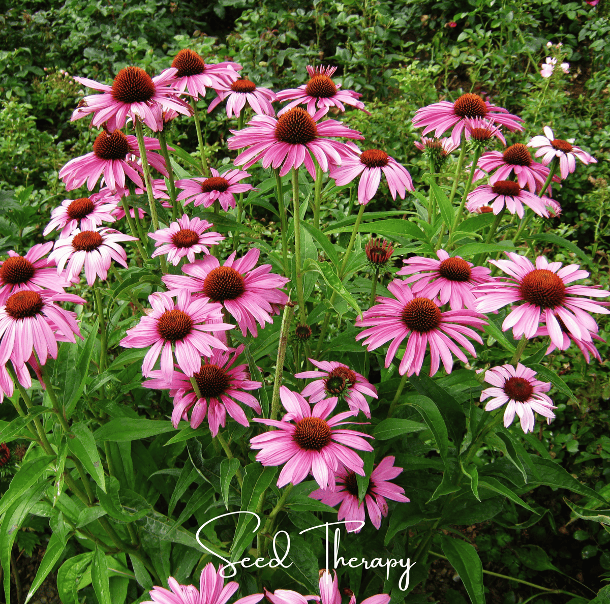 Purple coneflower seeds shown as blooming pink flowers with dark brown cones