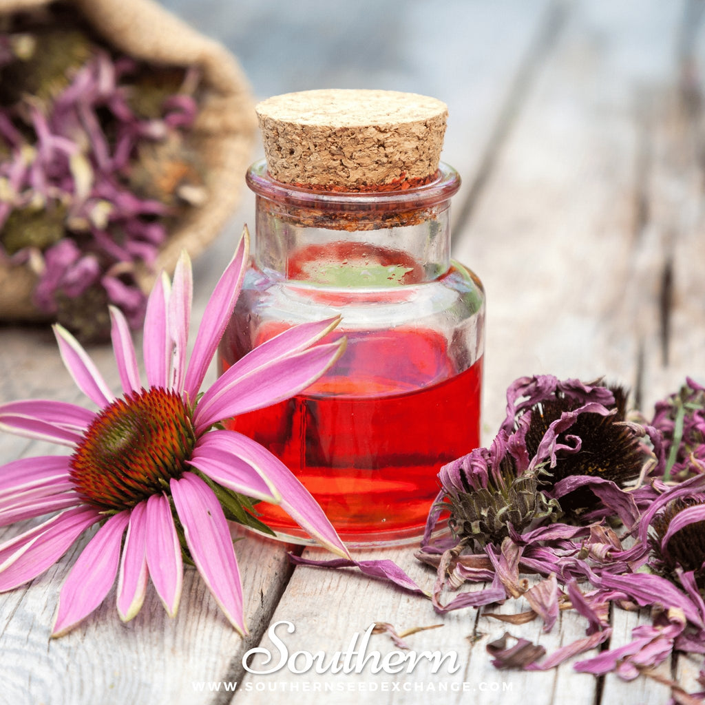 Purple coneflower seeds shown with a glass bottle of infusion and pink petals