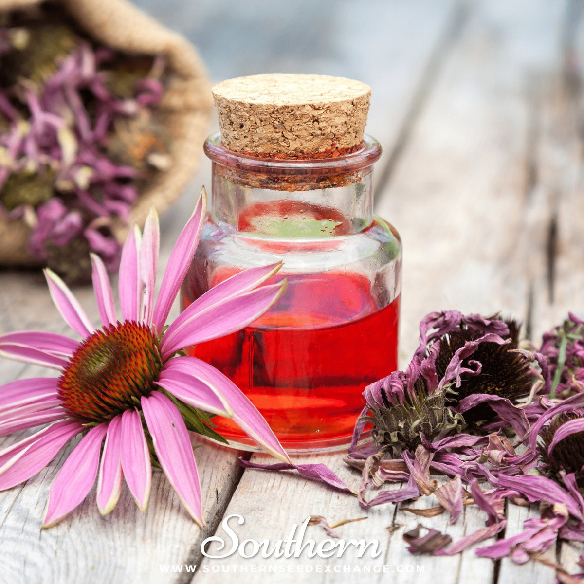 Purple coneflower seeds shown with a glass bottle of infusion and pink petals