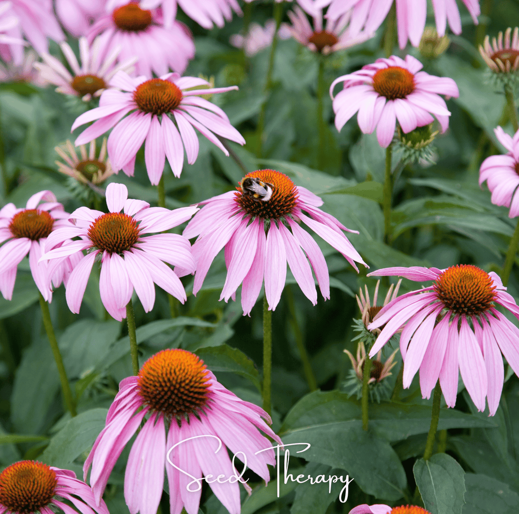 Purple coneflower seeds shown as clustered pink coneflowers with dark brown cones