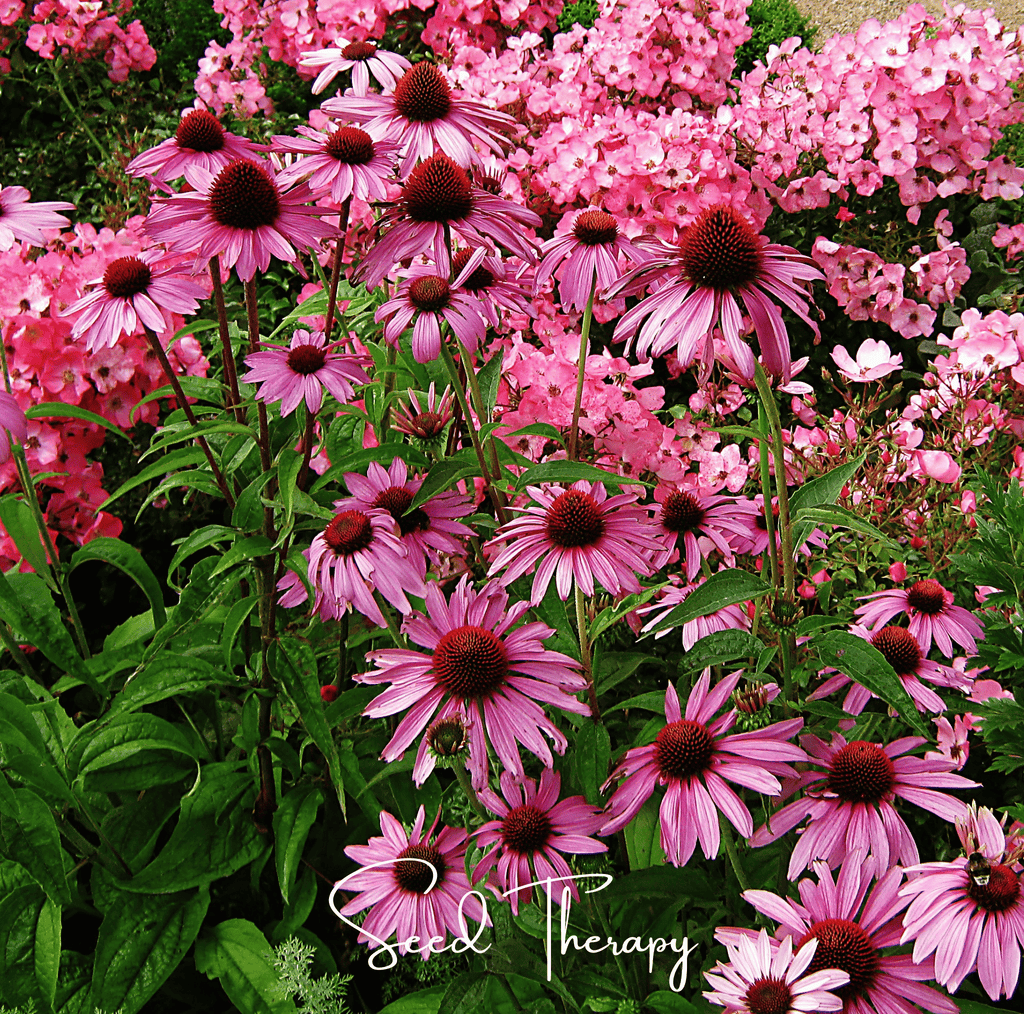 Purple coneflower seeds shown as pink coneflower flowers with dark brown centers