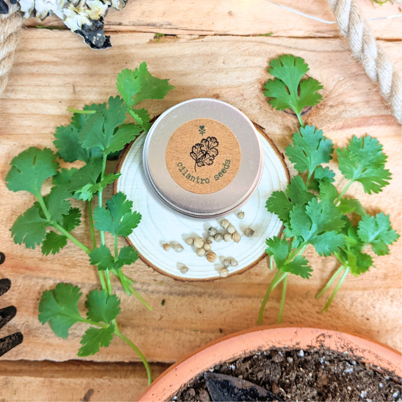 Cilantro seed tin in metal case with cilantro leaves and loose seeds
