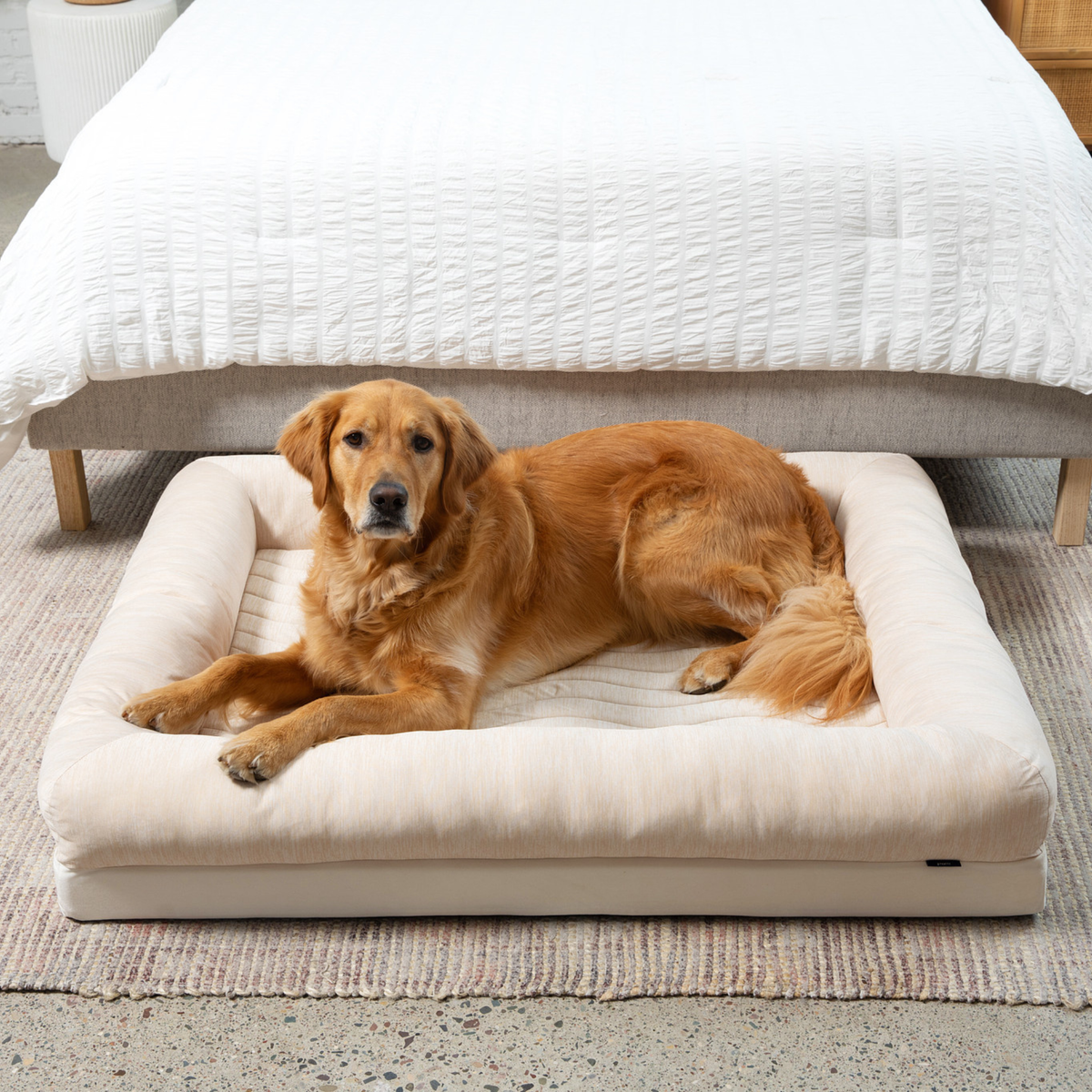Cooling 4-bolster dog bed with light arctic sand cover and front bolster, shown with dog