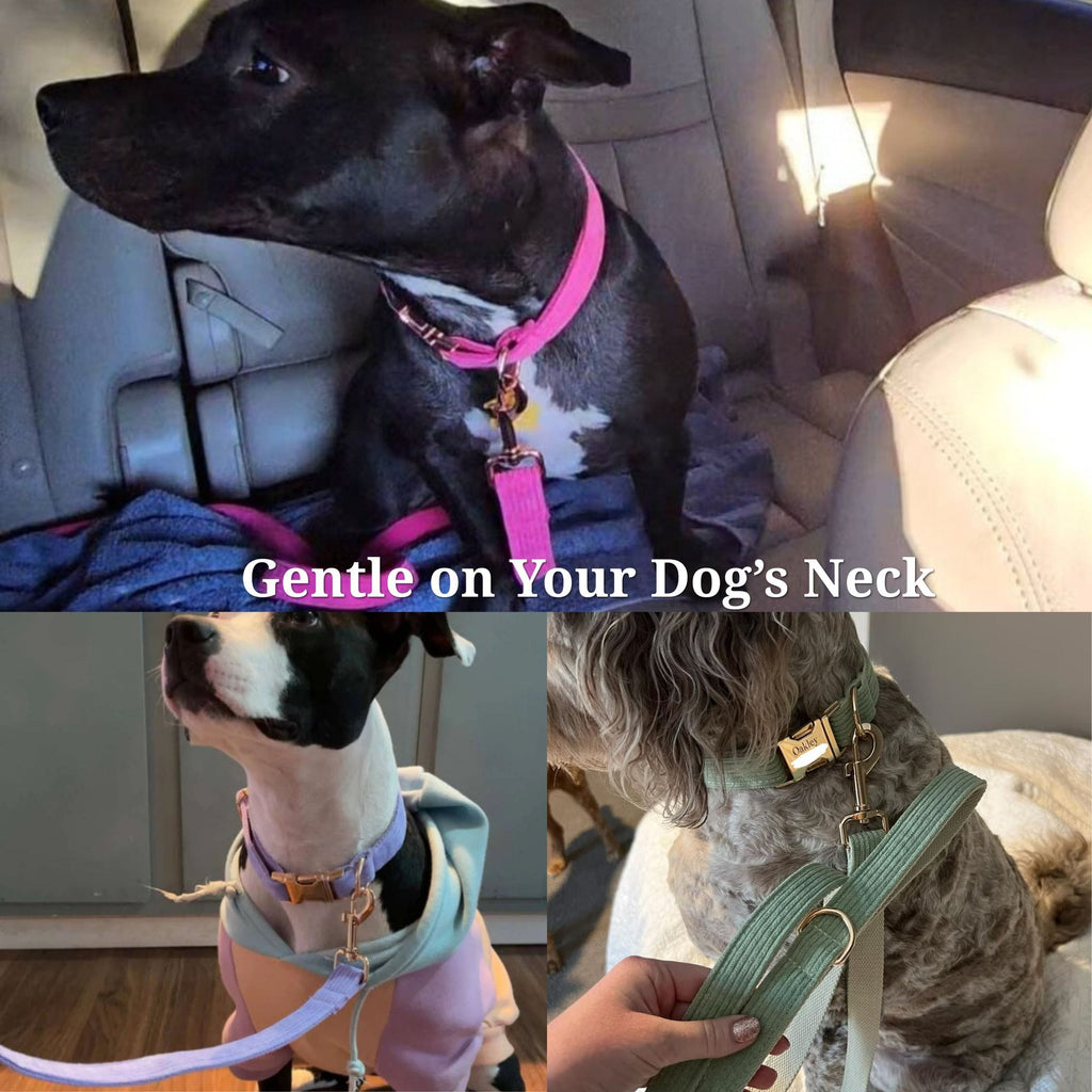 Dog wearing a corduroy pet harness with bow accessory and leash clip