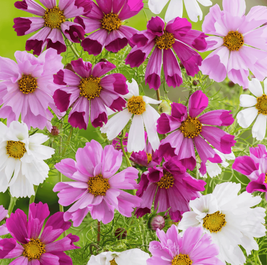 Sea Shells Cosmos – 100 Seeds
