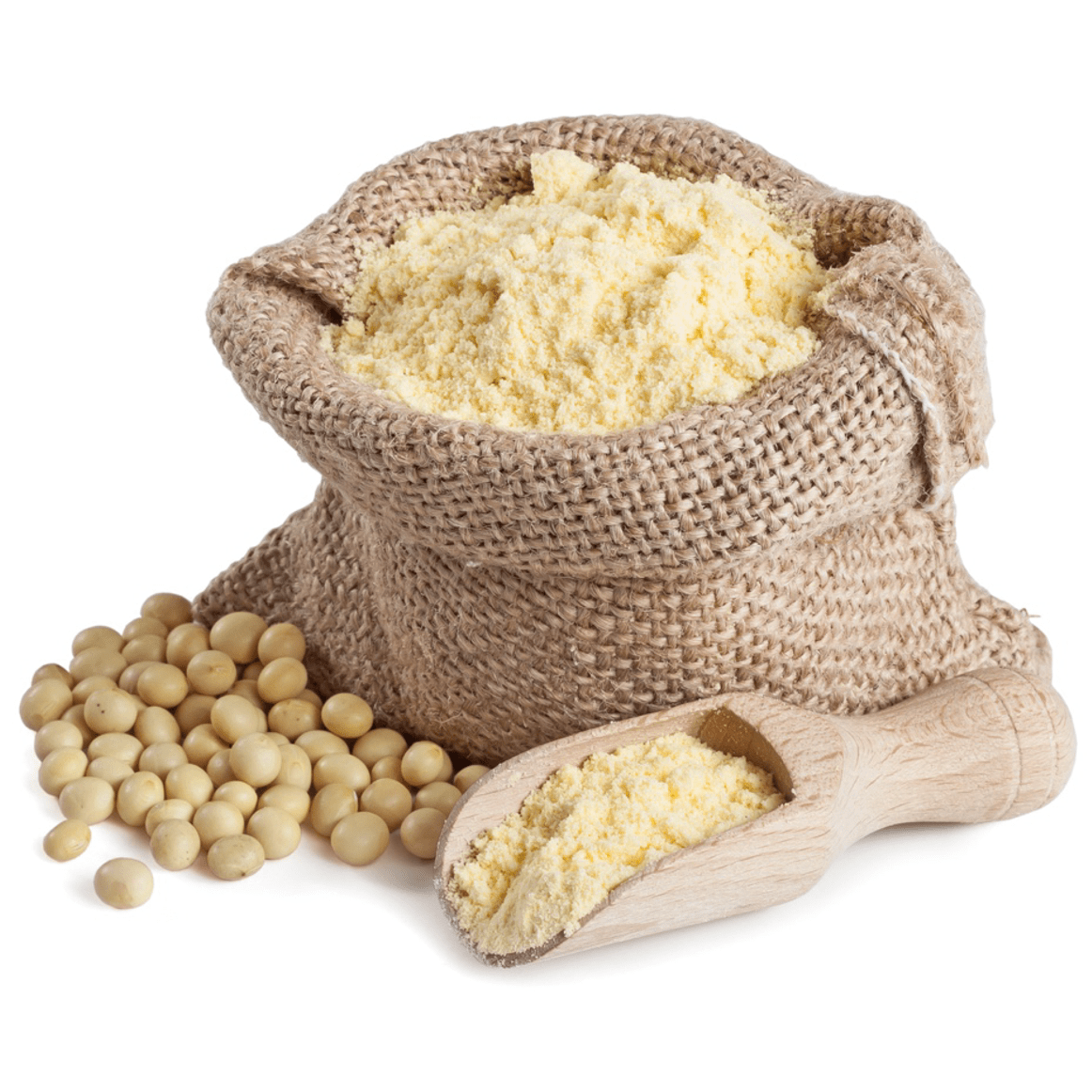 Organic full-fat soy flour in burlap sack with wooden scoop and soybeans