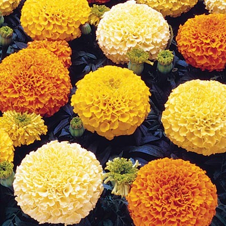 Clump of bright yellow, orange and cream marigold flowers