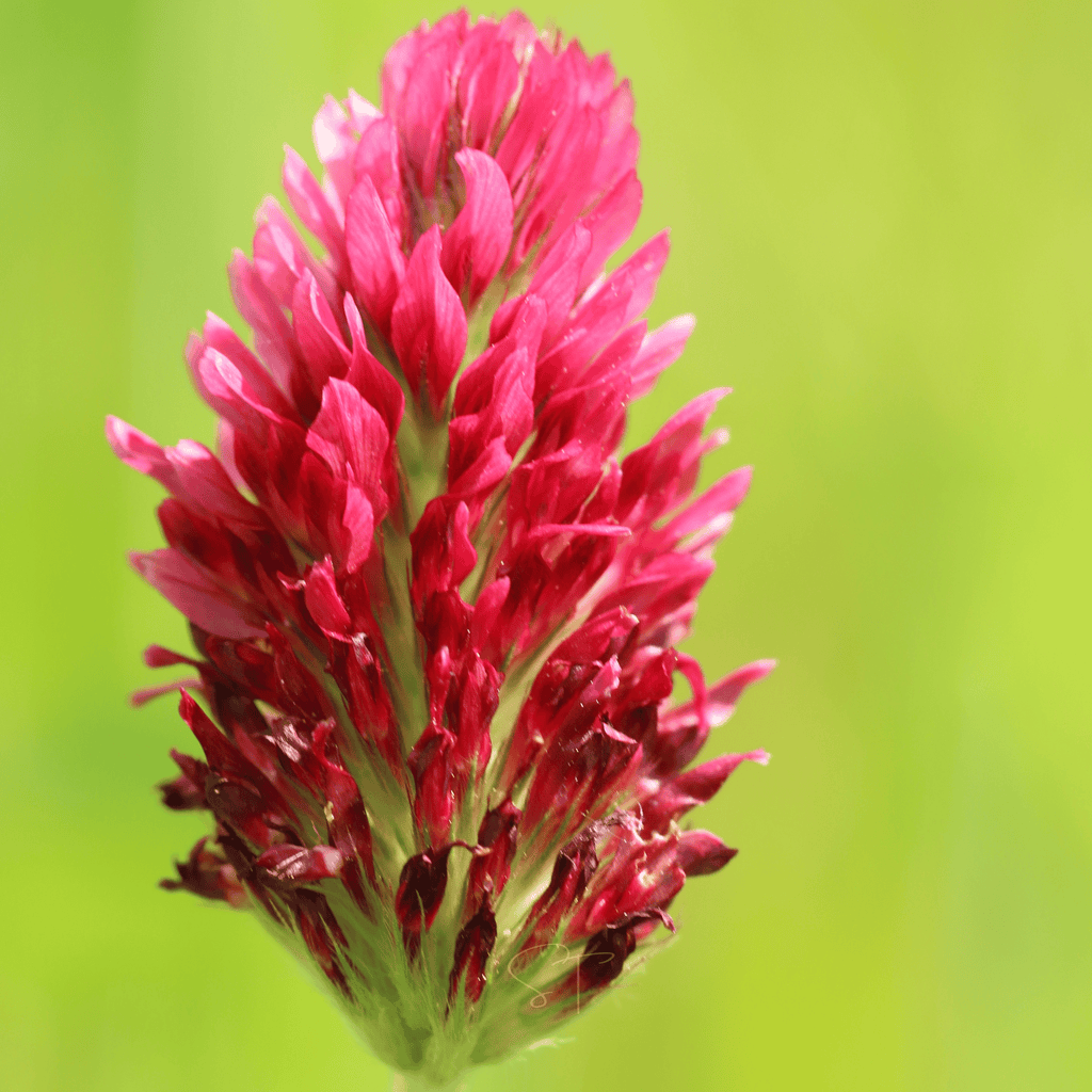 Single crimson clover bloom with dense red-pink petals and green stem base