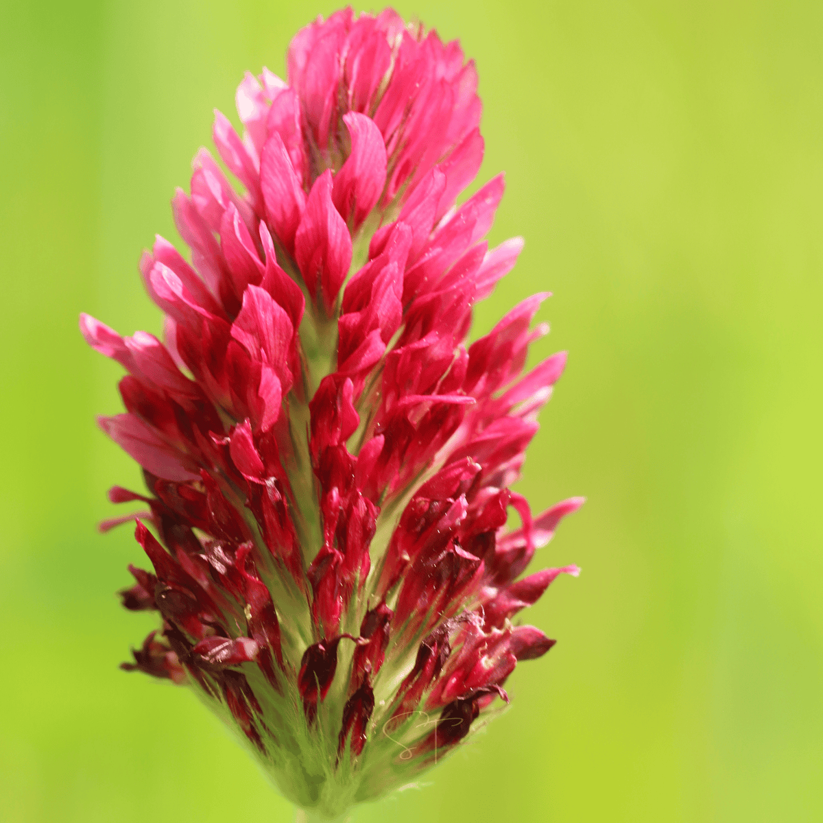 Single crimson clover bloom with dense red-pink petals and green stem base
