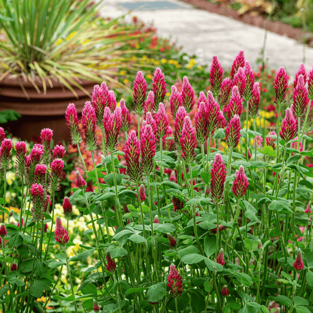 Crimson clover plants with upright red-pink flower spikes and green leaves