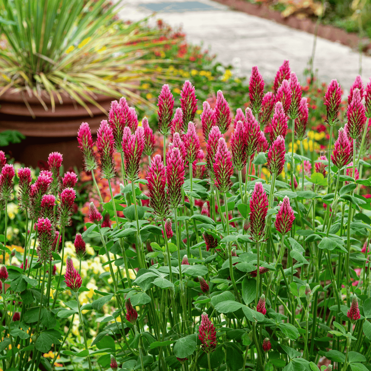 Crimson clover plants with upright red-pink flower spikes and green leaves