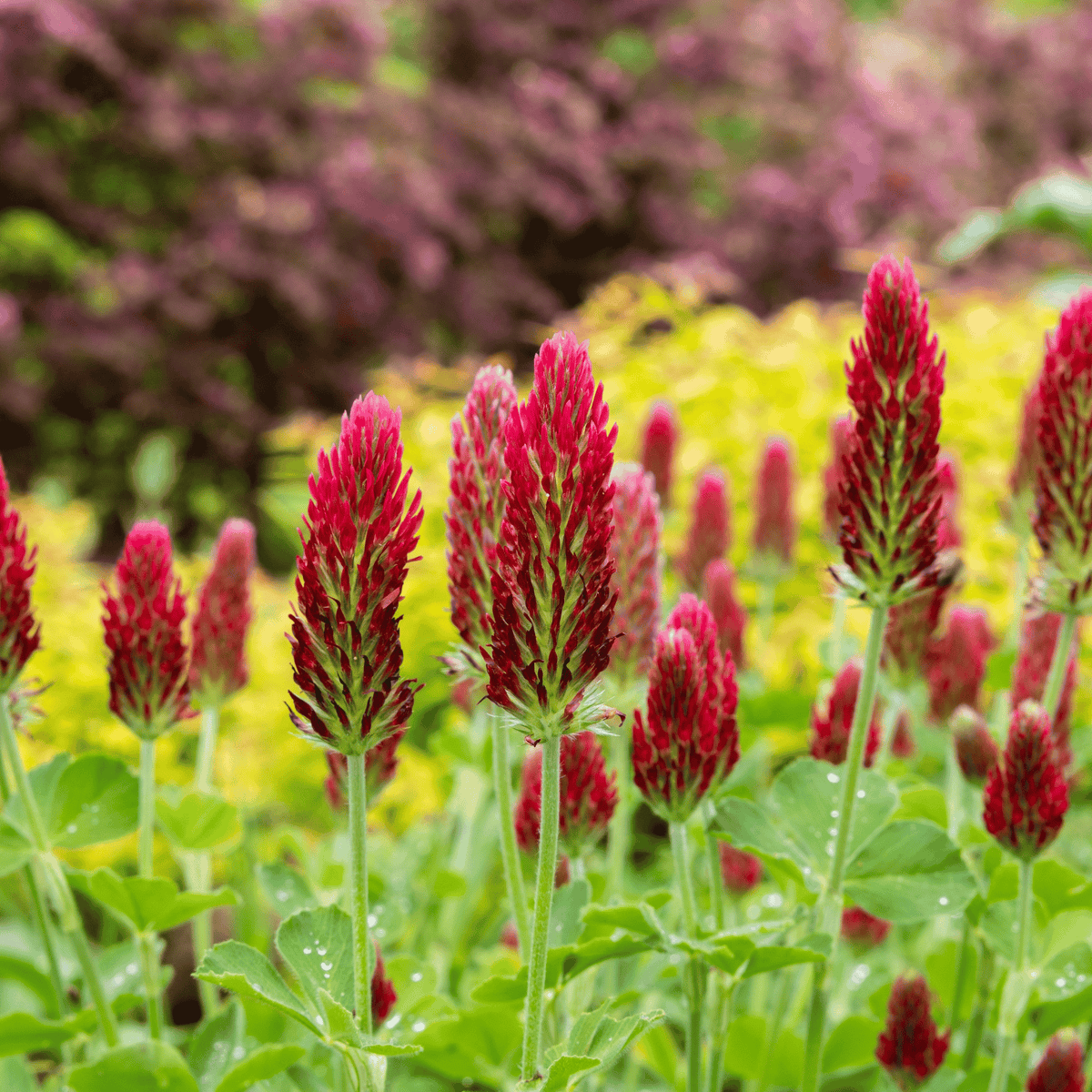 Close-up view of crimson clover flower spikes with green stems and leaves