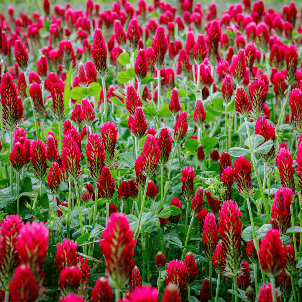 Red-pink crimson clover flower spikes and green leaves in full bloom