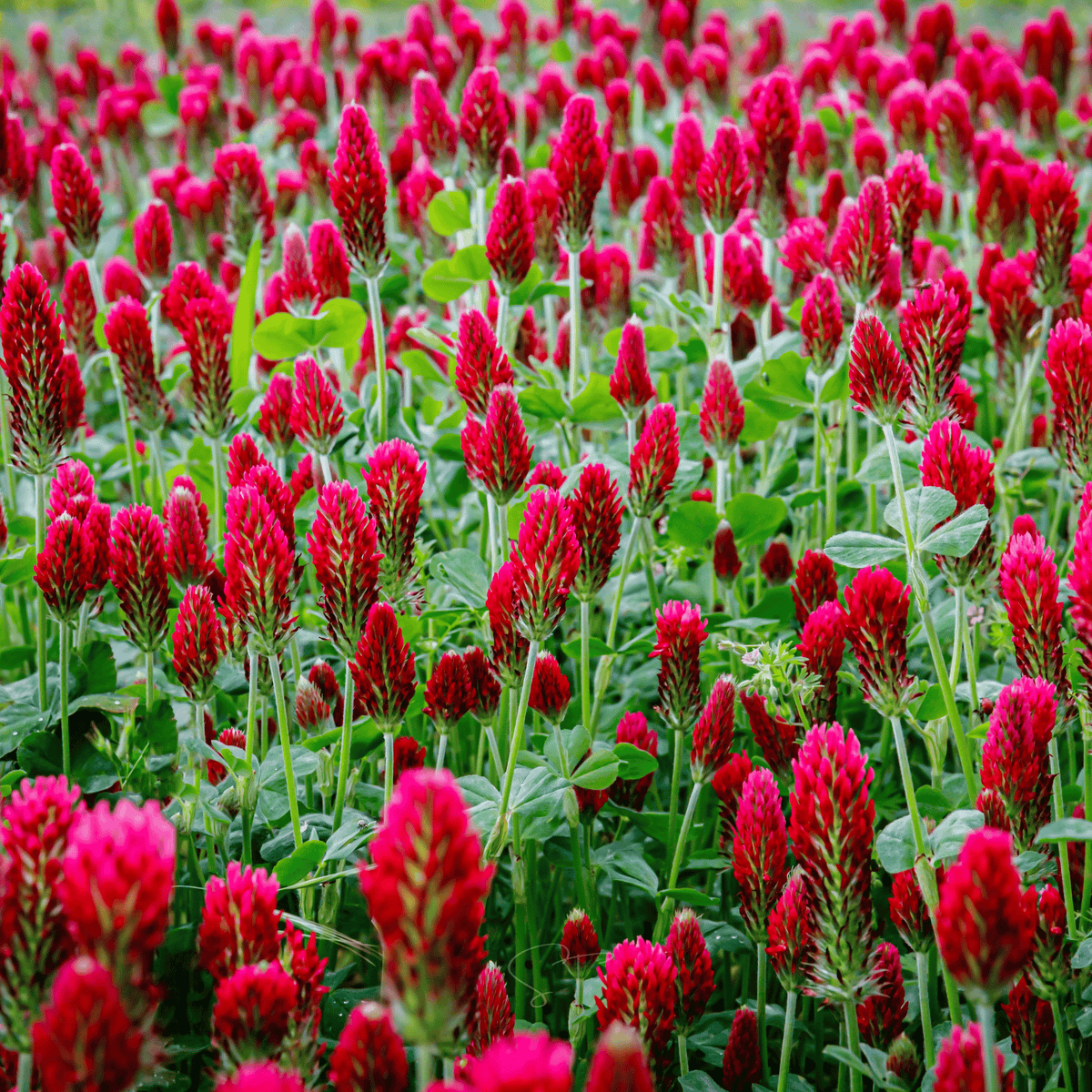 Red-pink crimson clover flower spikes and green leaves in full bloom