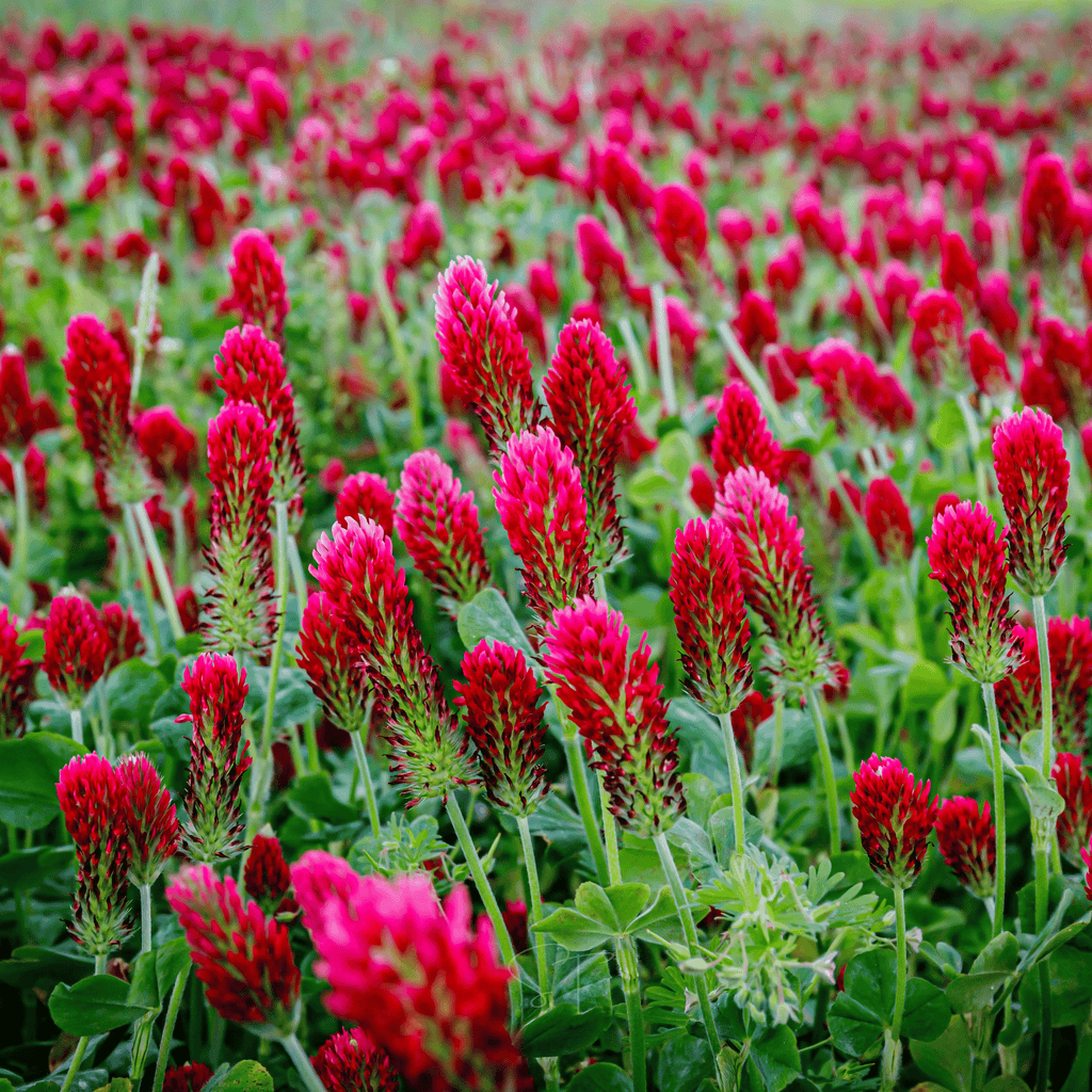 Crimson clover flowers with tall red-pink spikes and broad green leaves
