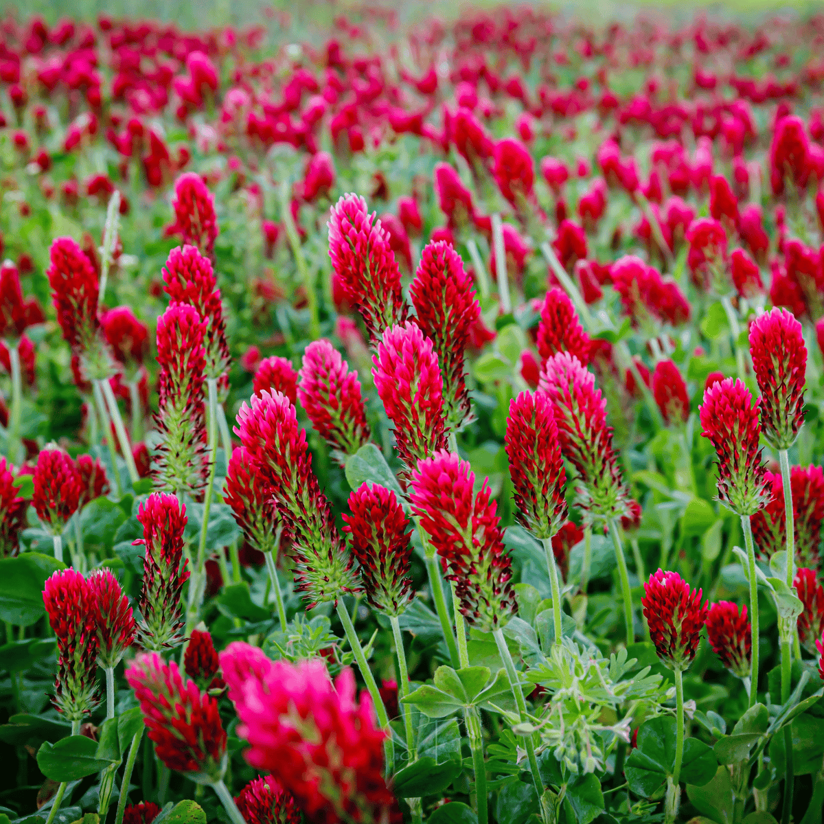 Crimson clover flowers with tall red-pink spikes and broad green leaves