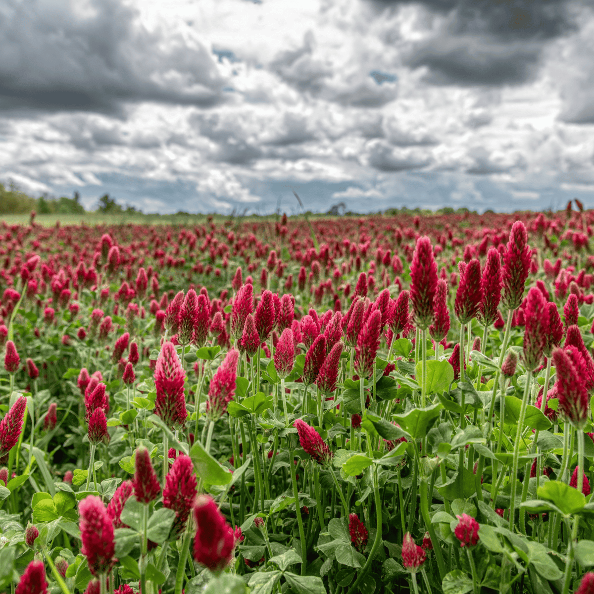 Crimson clover flower spikes across a cultivated field