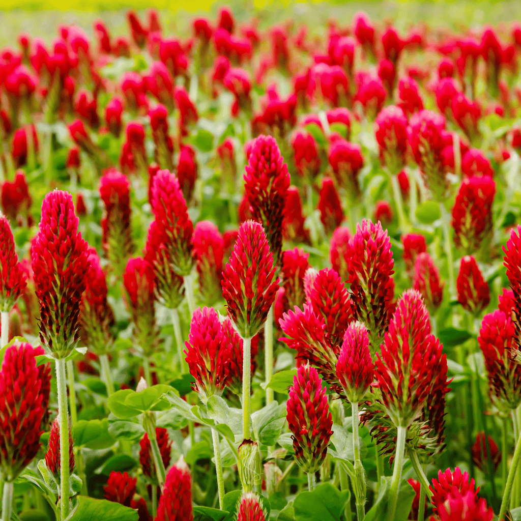 Many crimson clover flower heads with red-pink blooms and green foliage