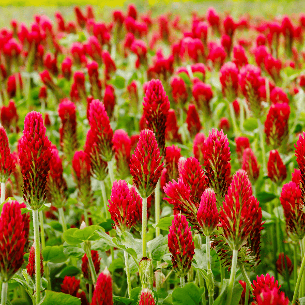 Many crimson clover flower heads with red-pink blooms and green foliage