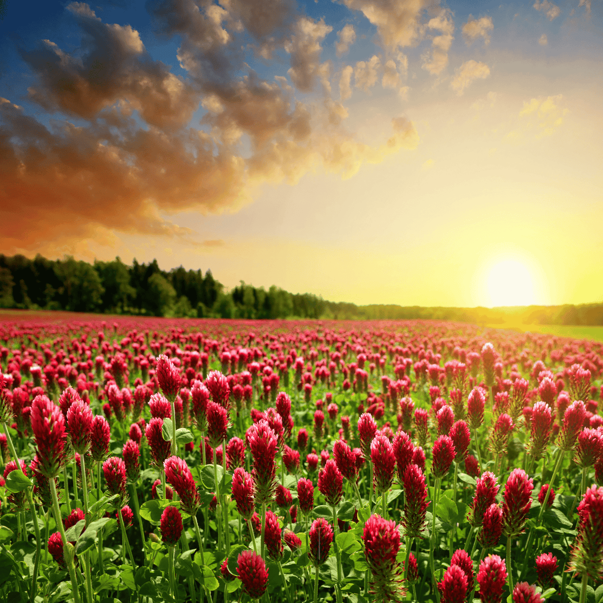 Crimson clover flower heads in a dense blooming field