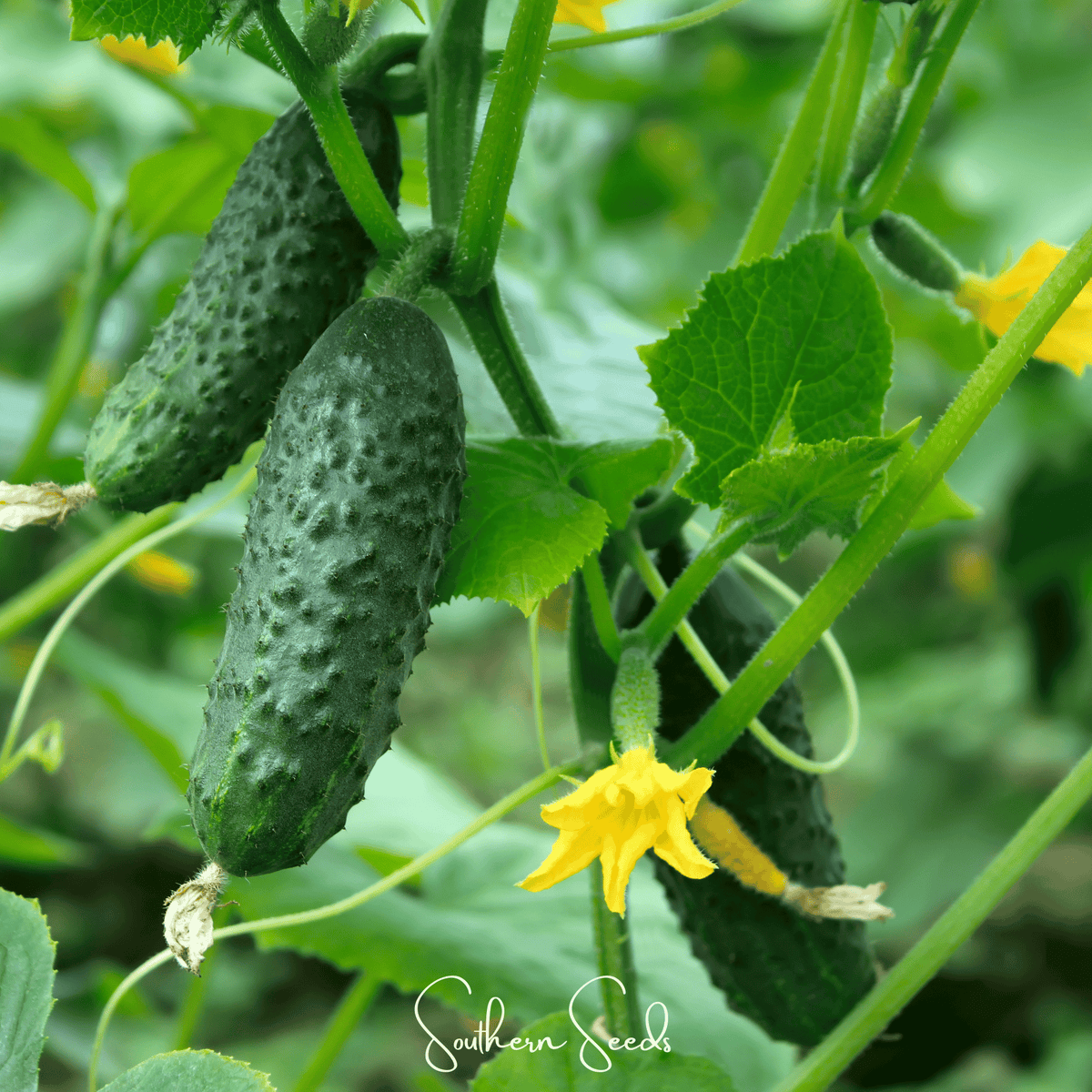 Little leaf cucumber seeds: cucumber on vine with yellow blossoms and leaves