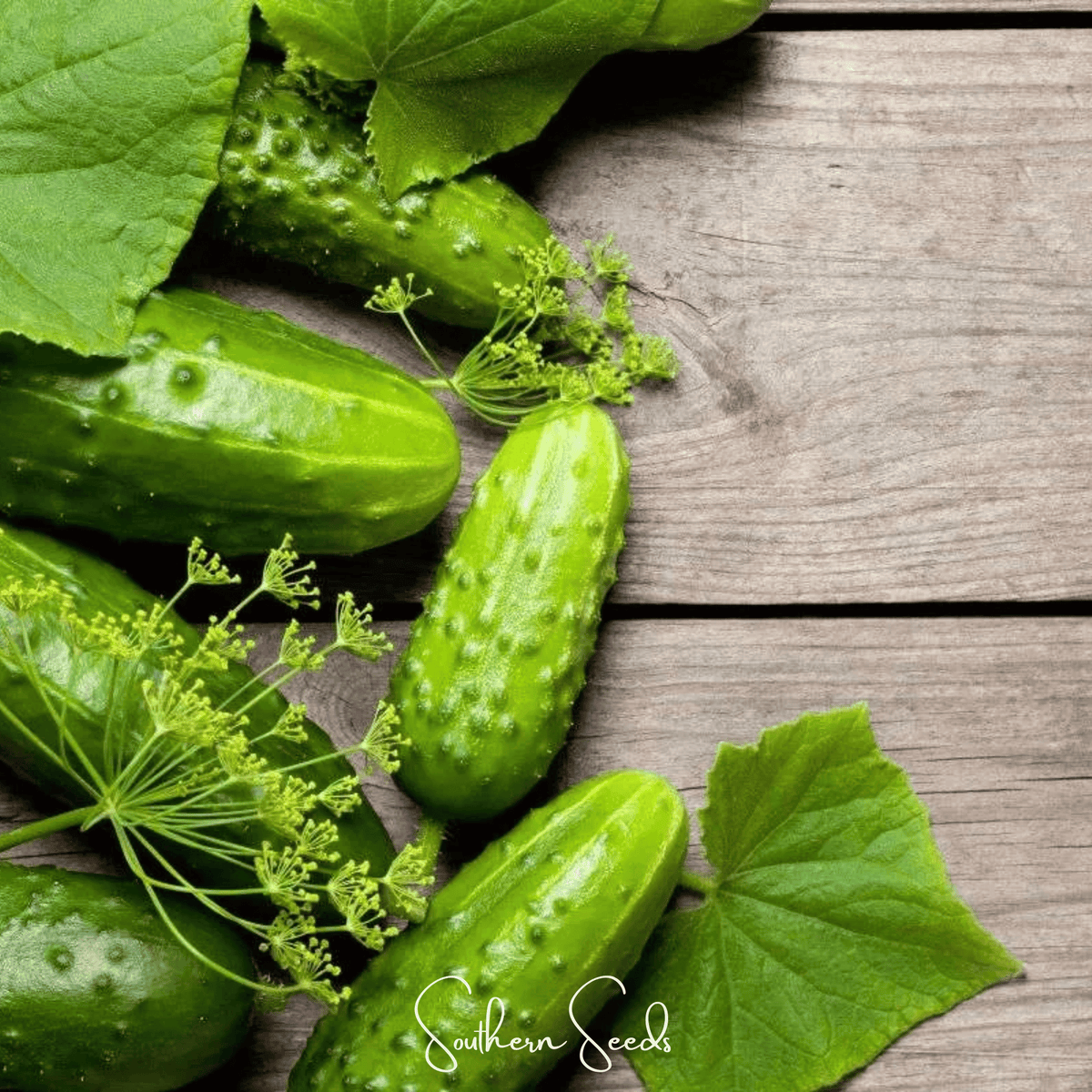 Little leaf cucumber seeds: close-up of green cucumbers and leaves