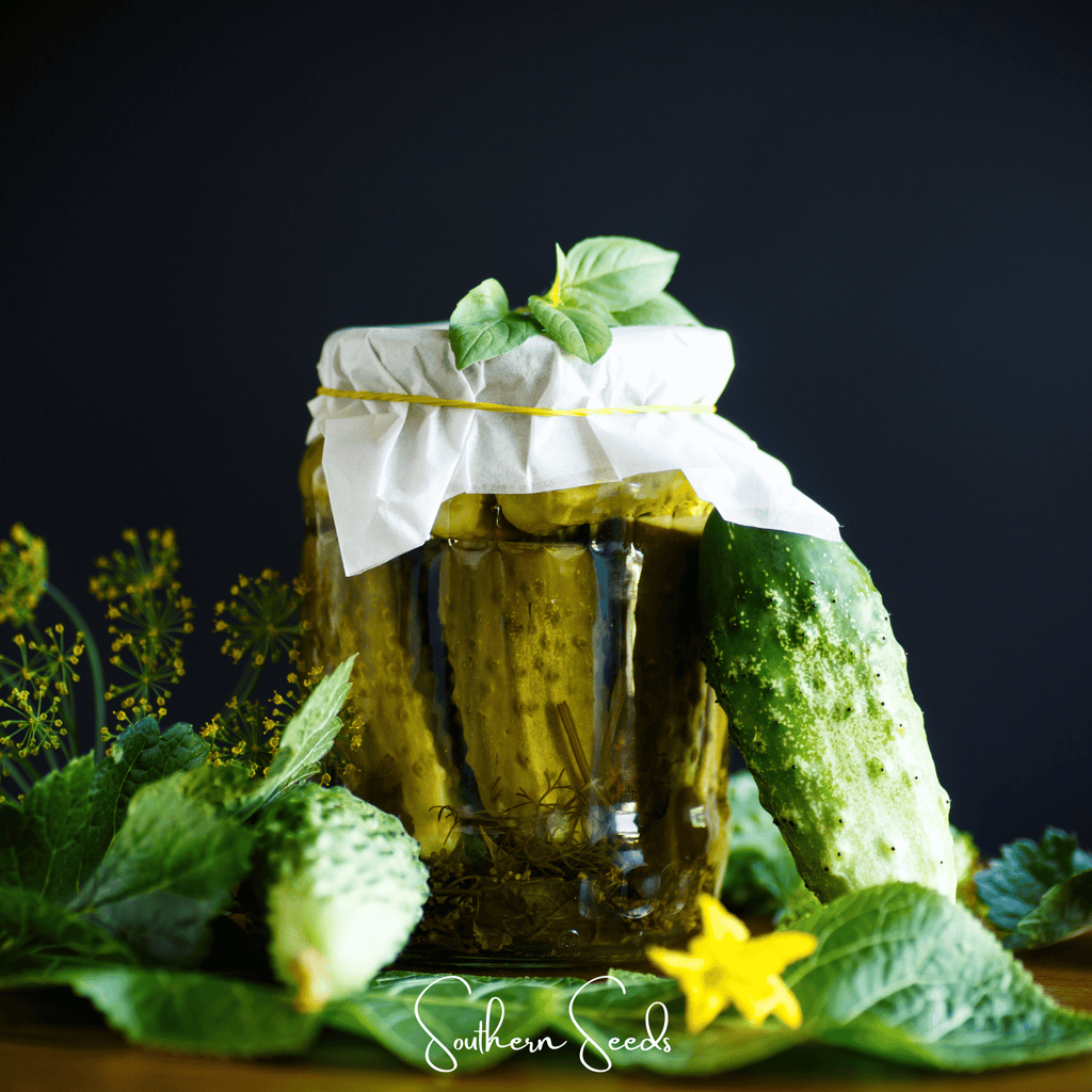 Little leaf cucumber seeds: glass jar filled with green cucumbers and herbs