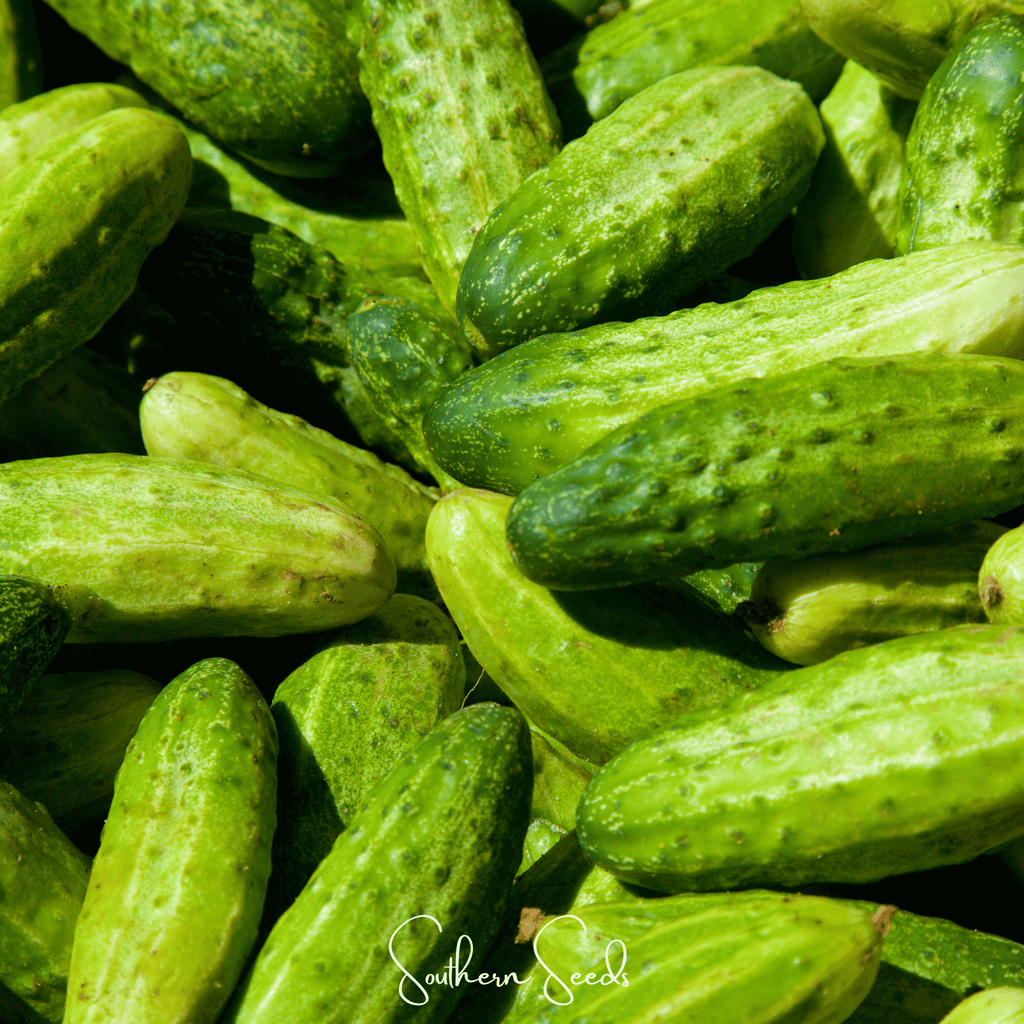 Little leaf cucumber seeds: pile of bumpy green cucumbers