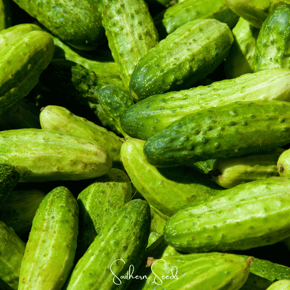 Little leaf cucumber seeds: pile of bumpy green cucumbers