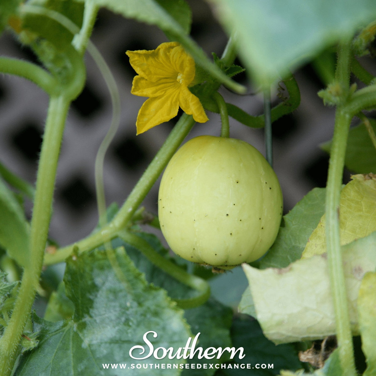 Lemon cucumber fruit hanging on vine with small yellow flower