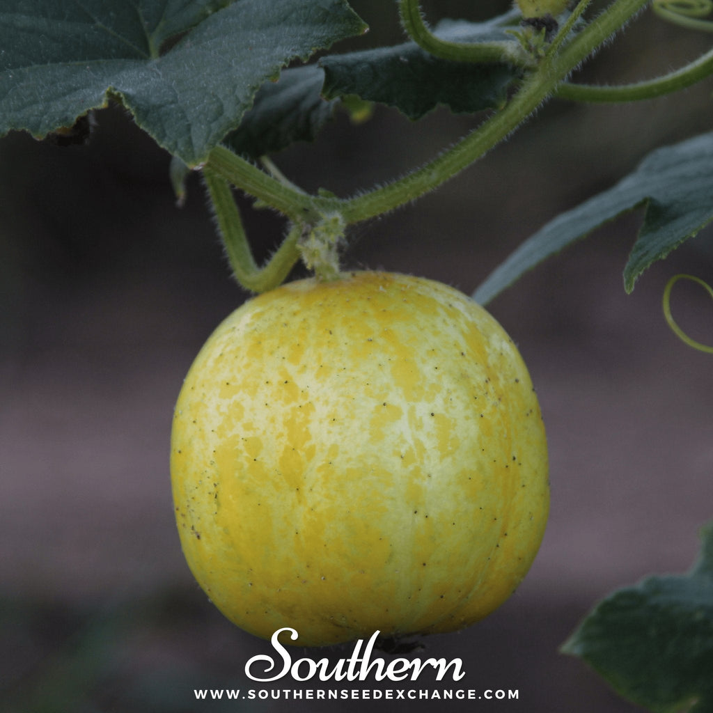 Lemon cucumber fruit on vine with green leaves, round yellow with speckles
