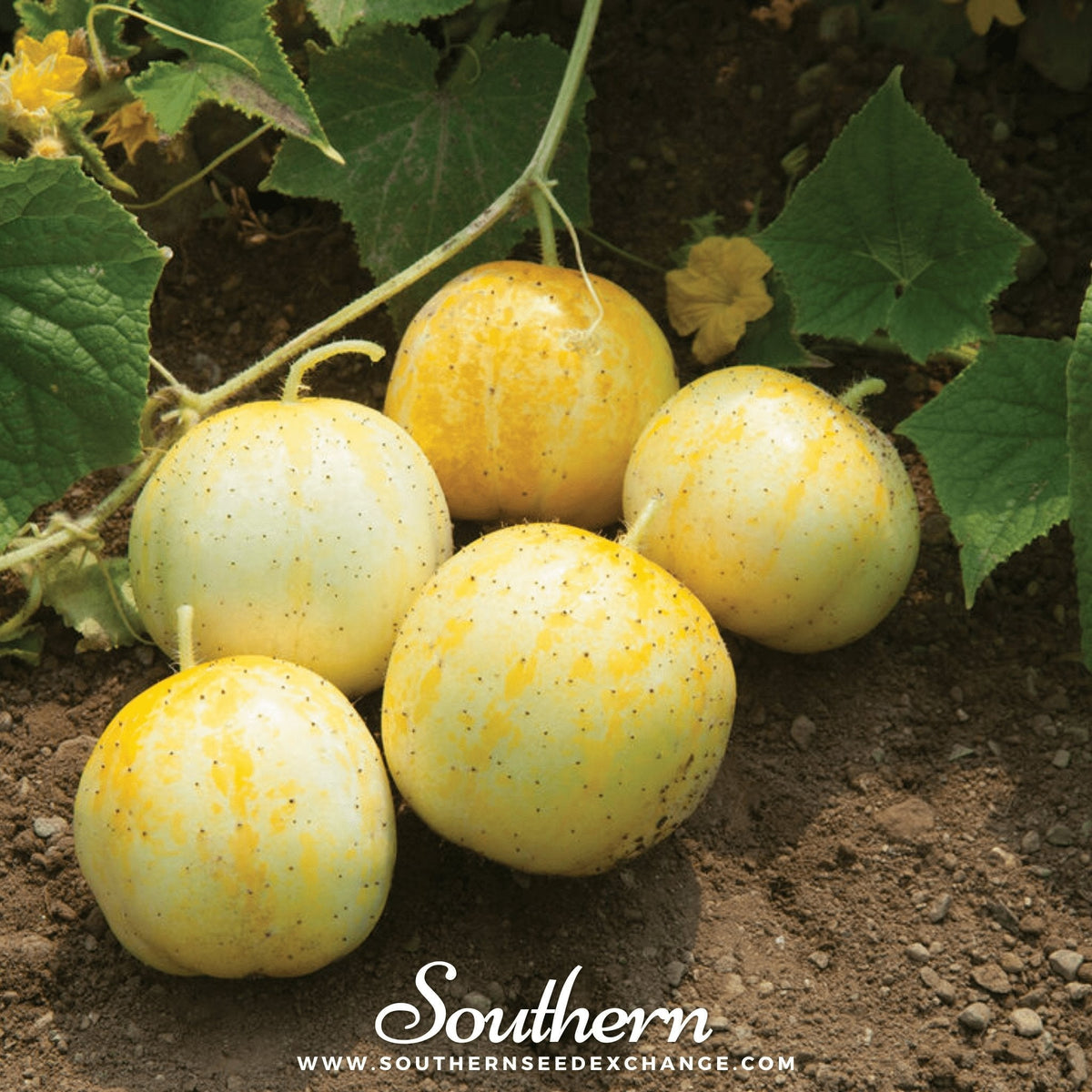 Cluster of lemon cucumbers on ground near vines and yellow blossoms