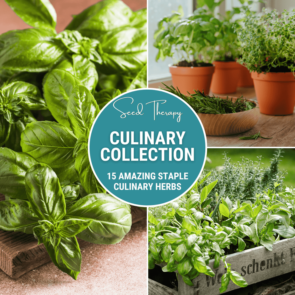 Culinary herb seed collection with fresh basil leaves and potted herb plants