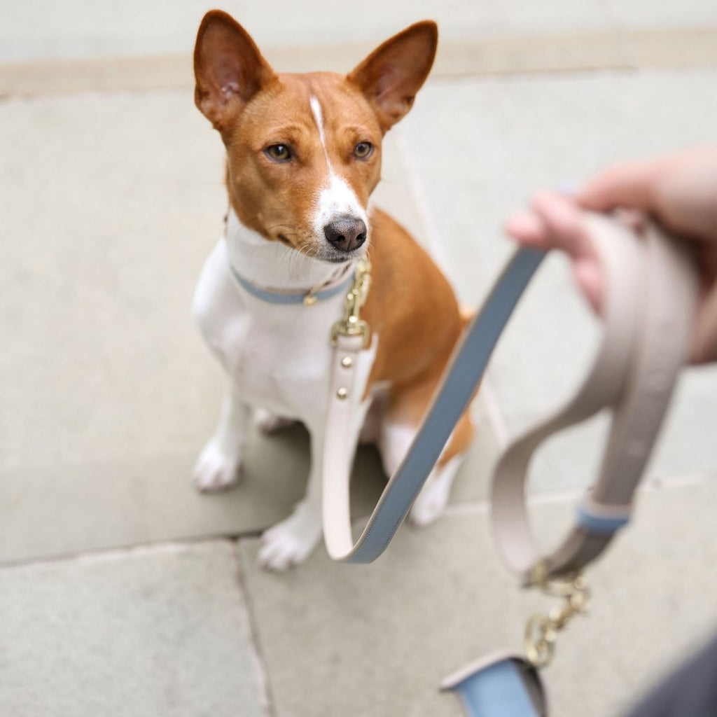 Light blue vegan leather dog leash on a standing brown-and-white dog