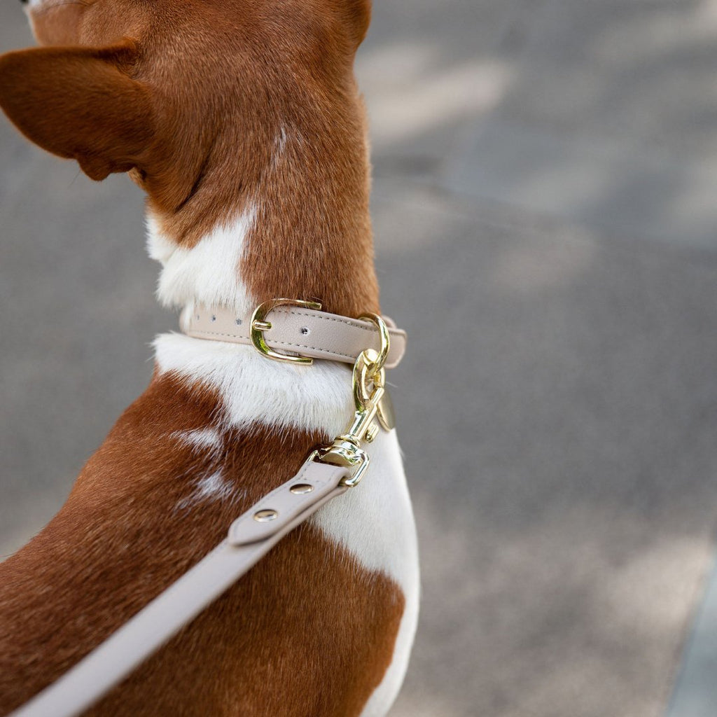 Close-up of beige vegan leather dog leash on dog with gold-tone hardware