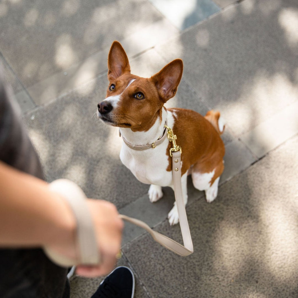 Dog wearing a beige vegan leather leash with gold-tone clasp and chain