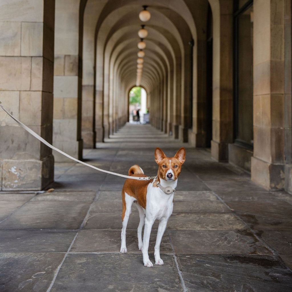 Dog wearing a beige 4ft vegan leather leash with gold-tone clasp