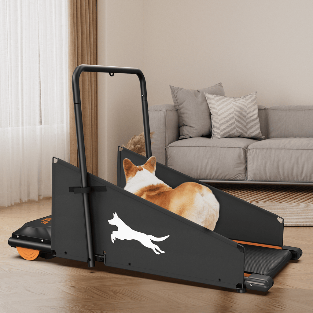 Black dog treadmill with orange wheels and ramp, dog lying on the running deck