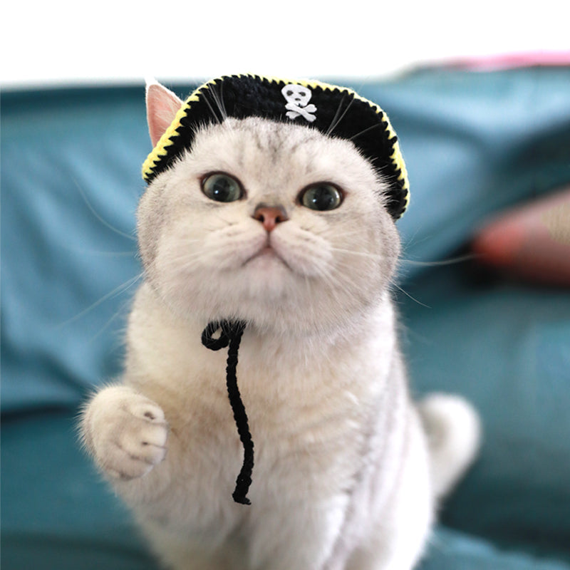 Handmade pirate pet hat on cat, black brim with yellow edging and white skull badge
