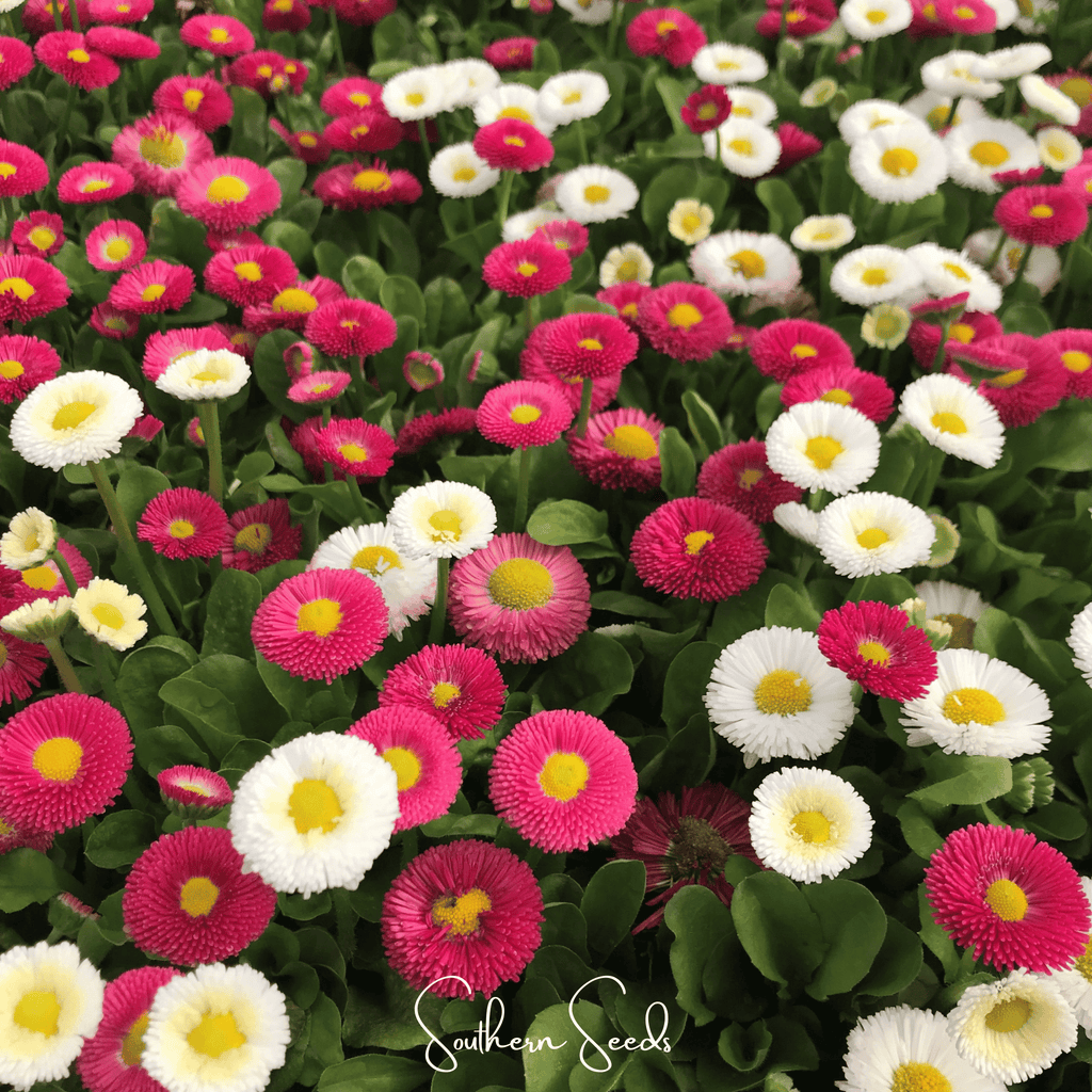 Super Enorma English Daisy Mix – 100 Seeds