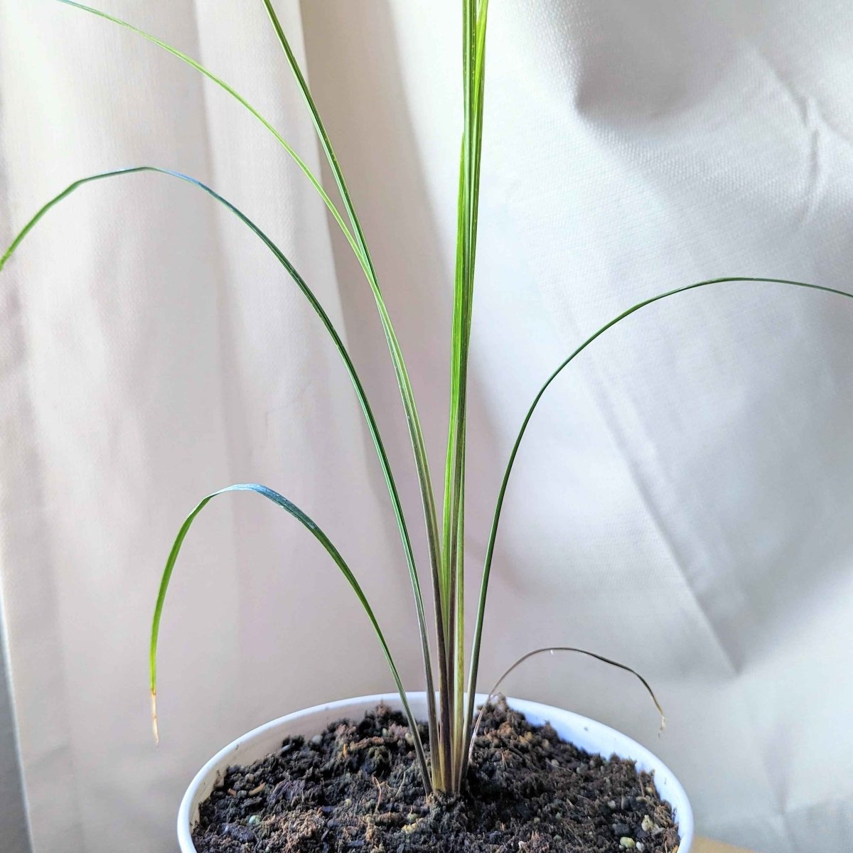 Potted dracaena indivisa seedling with upright green leaf blades