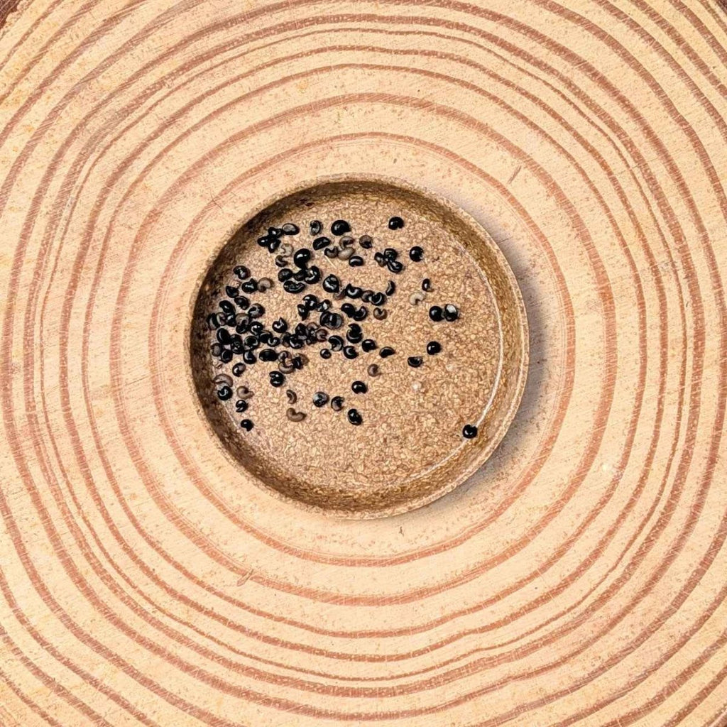 Close-up of small dark dracaena seeds in a circular tray