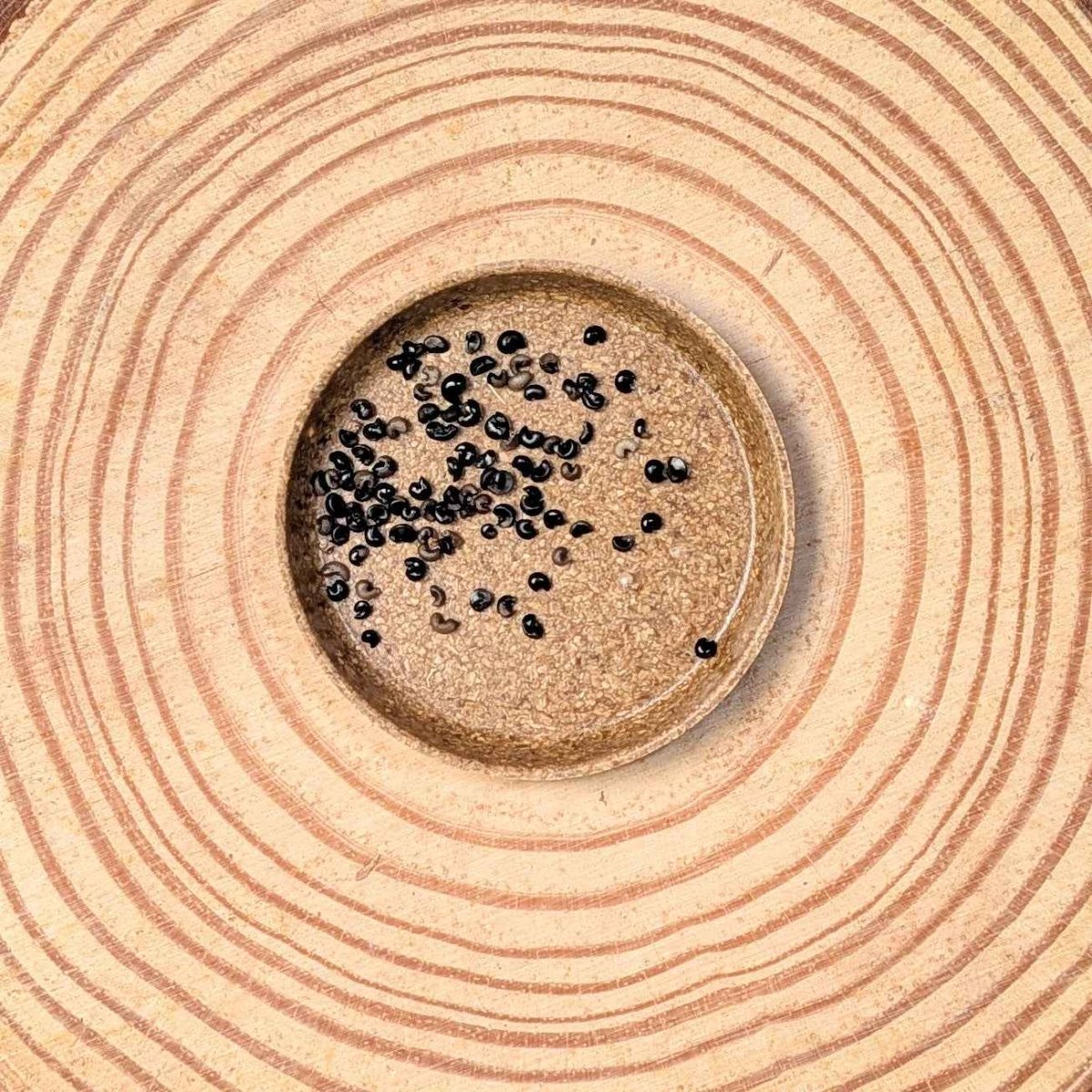Close-up of small dark dracaena seeds in a circular tray