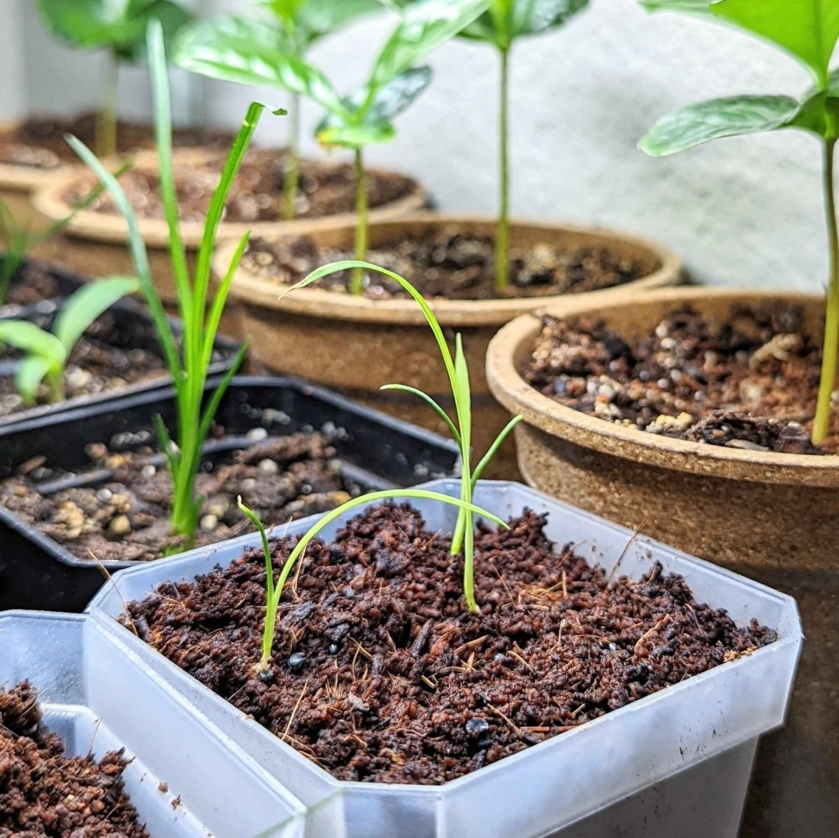 Group of dracaena seedlings in shallow tray pots, thin green sprouts