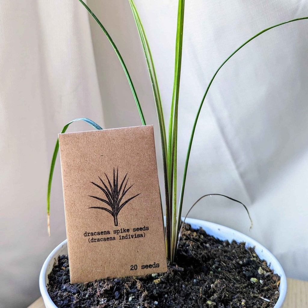 Seed packet for dracaena spike (dracaena indivisa) with 20 seeds label